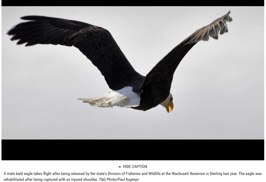 Eagles nesting at Lake Quinsigamond in Shrewsbury, Photo Credit T and G