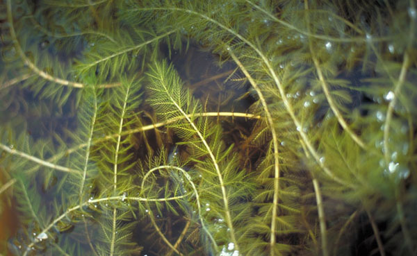 EurasianWatermilfoil